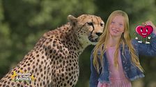 Stella's world