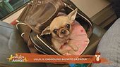 Lillo, il cagnolino salvato da Paola