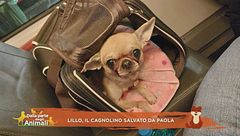 Lillo, il cagnolino salvato da Paola