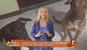 Tyson e Alaska, due cani chiusi in cantina