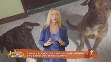 Tyson e Alaska, due cani chiusi in cantina