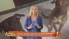 Tyson e Alaska, due cani chiusi in cantina