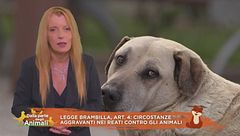 Finalmente giustizia - Dentro la legge Brambilla