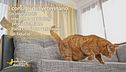 L'alimentazione complementare per cani e gatti