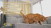 L'alimentazione complementare per cani e gatti