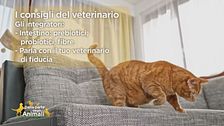 L'alimentazione complementare per cani e gatti