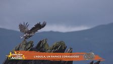 L'aquila, un rapace coraggioso
