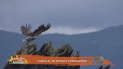 L'aquila, un rapace coraggioso
