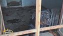 Operazione Pluto: i carabinieri forestali salvano 2 cani e 7 gatti