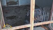 Operazione Pluto: i carabinieri forestali salvano 2 cani e 7 gatti