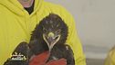La storia di un'aquila delle steppe