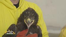 La storia di un'aquila delle steppe