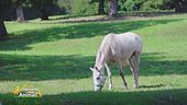Un cavallo per amico: i denti e la masticazione