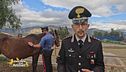 Sequestrato un cavallo dai carabinieri