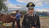 Sequestrato un cavallo dai carabinieri