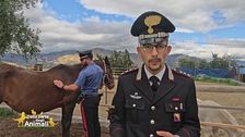 Sequestrato un cavallo dai carabinieri