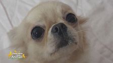 Nika, la piccola chihuahua uccisa con un calcio