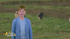 Nel bosco con Leo: la lepre