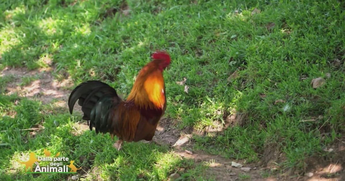 Dalla parte degli animali: Il canto del gallo, il segno del risveglio ...