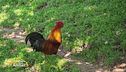 Il canto del gallo, il segno del risveglio