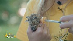 La storia della lepre Sofia