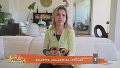 Polpetta, una gattina speciale