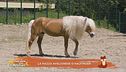 Un cavallo per amico