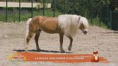 Un cavallo per amico