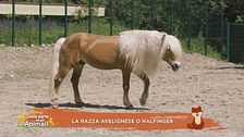 Un cavallo per amico