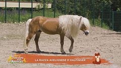 Un cavallo per amico