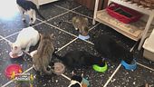 Salviamo gli animali