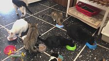 Salviamo gli animali