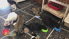 Salviamo gli animali