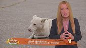 Legge Brambilla: art.5, abbandono di animali