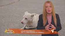 Legge Brambilla: art.5, abbandono di animali
