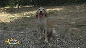 Balù