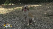 Balù