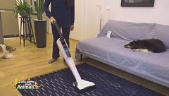 Come mantenere la casa pulita quando si hanno animali domestici