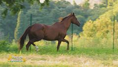 Le caratteristiche del purosangue inglese