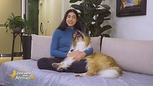 Alcuni consigli per una casa pulita in presenza di animali
