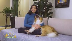 Alcuni consigli per una casa pulita in presenza di animali