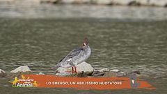 Lo smergo, un abilissimo nuotatore