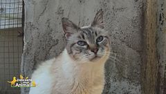 Chiffon ha bisogno d'amore