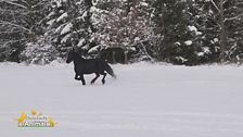 Un cavallo per amico