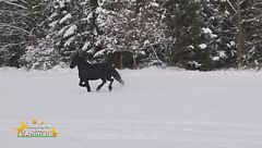 Un cavallo per amico