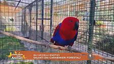 Gli uccelli esotici salvati dai carabinieri forestali