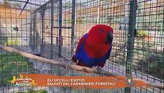 Gli uccelli esotici salvati dai carabinieri forestali