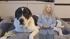 Sansone, il cane della pet therapy sopravvissuto a un colpo di fucile