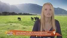 Dentro la legge Brambilla