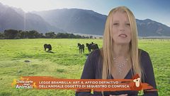 Dentro la legge Brambilla